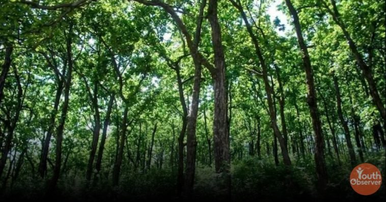 Forest Fair 2024 to be Organised at State Level Instead of International Level 1 Forest Fair 2024