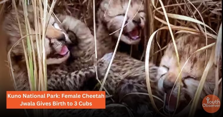 Kuno National Park: Female Cheetah Jwala Gives Birth to 3 Cubs 1 Kuno National Park